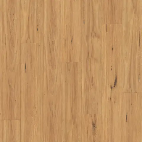 Blackbutt