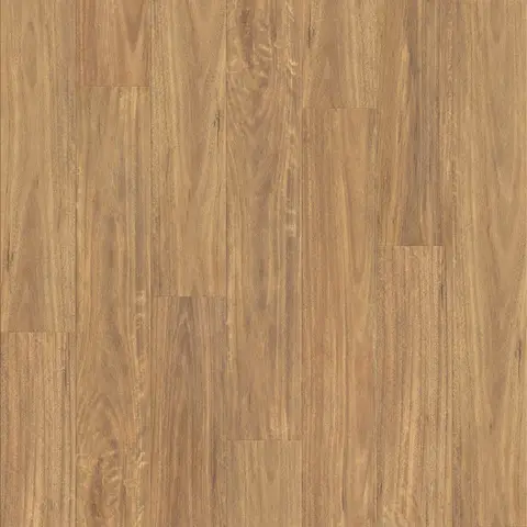 Spotted Gum