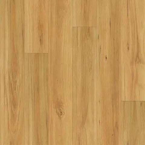 Blackbutt