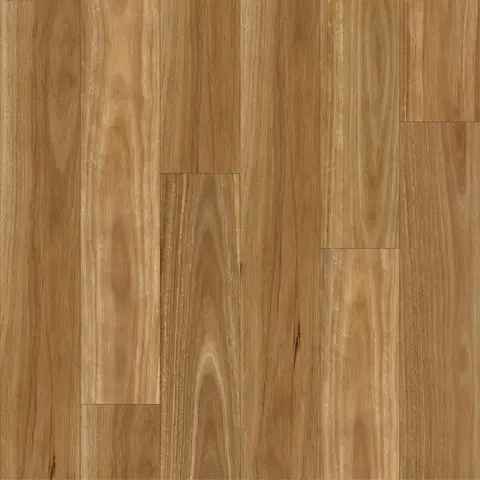Spotted Gum