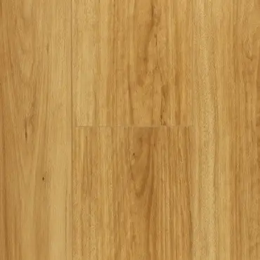 Coastal Blackbutt