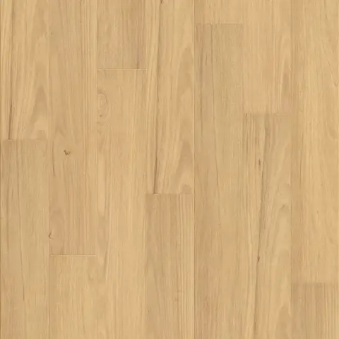 Blackbutt