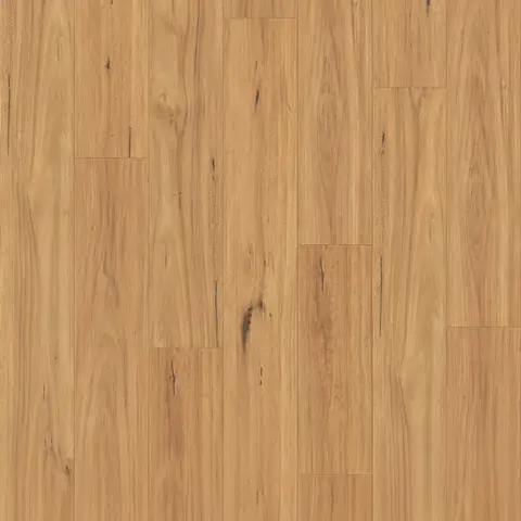 Dark Blackbutt