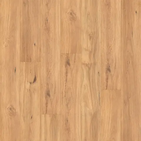 Country Blackbutt