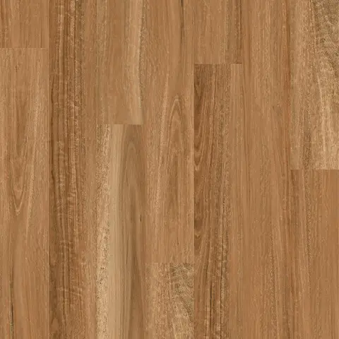 Spotted Gum