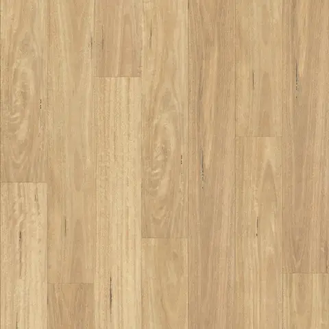 NSW Blackbutt