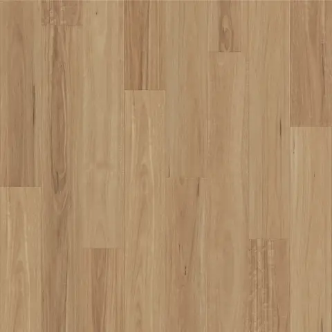Summer Blackbutt
