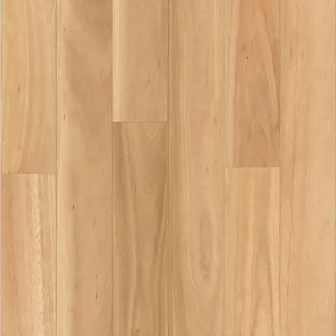 Blackbutt