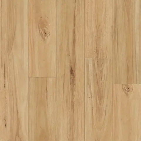 Blackbutt