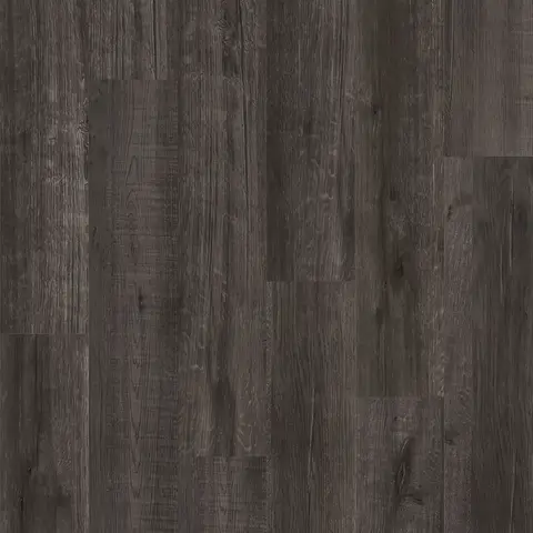 Malay Grey