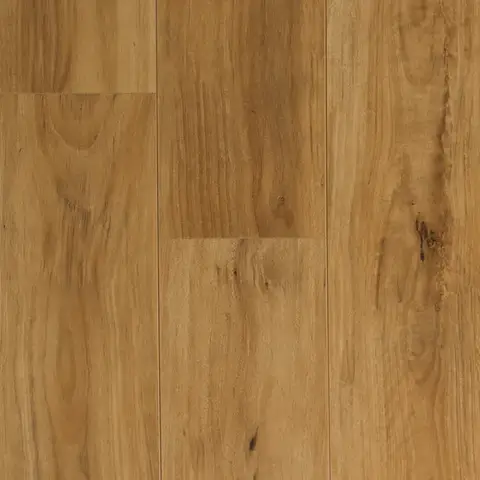 Blackbutt