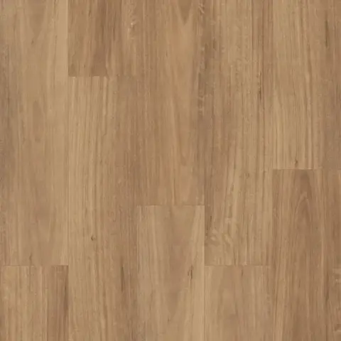 Qld Spotted Gum