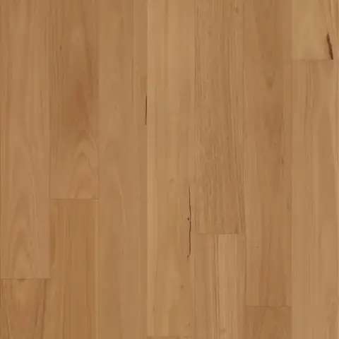 Blackbutt