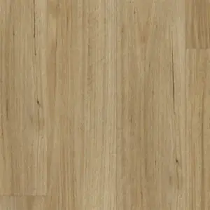 Blackbutt