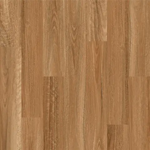 Spotted Gum